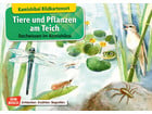 Kamishibai Bildkarten Tiere und Pflanzen am Teich