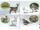 Kamishibai Bildkarten So leben die Tiere im Winter