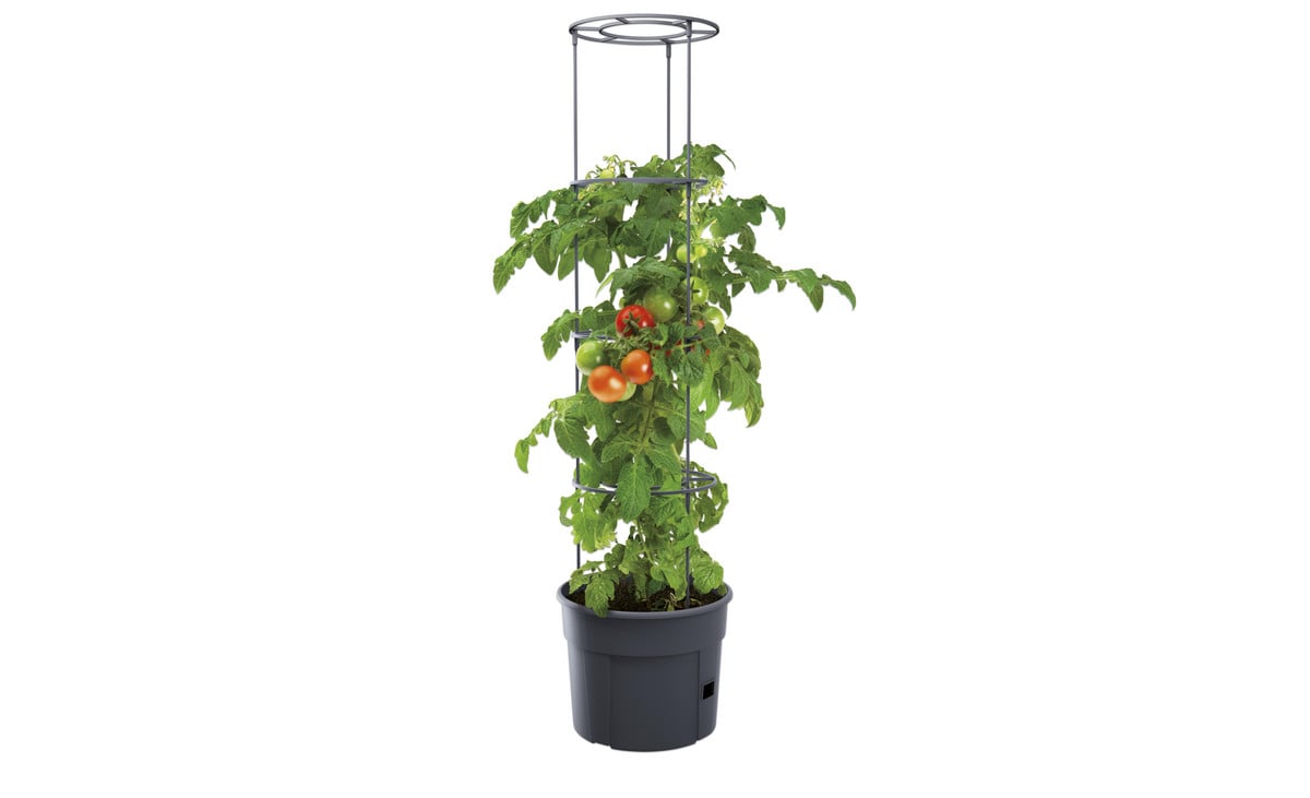 Tomaten-Pflanztopf