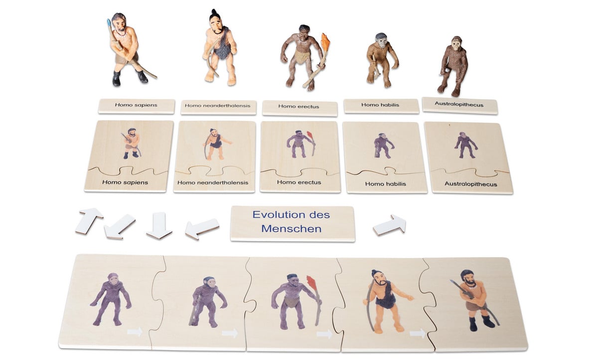 Betzold Evolution des Menschen