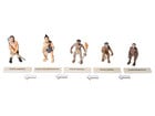 Betzold Evolution des Menschen