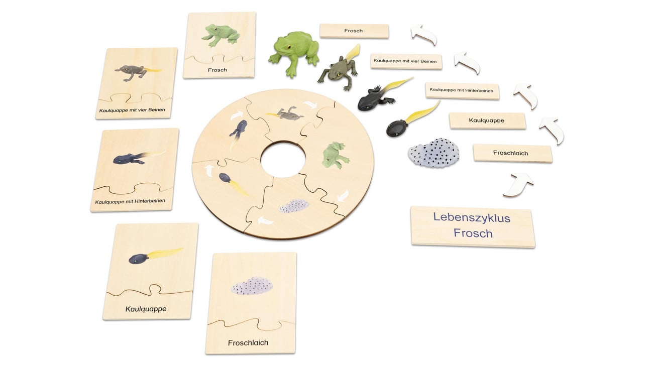 Betzold Lebenszyklus Frosch