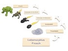 Betzold Lebenszyklus Frosch
