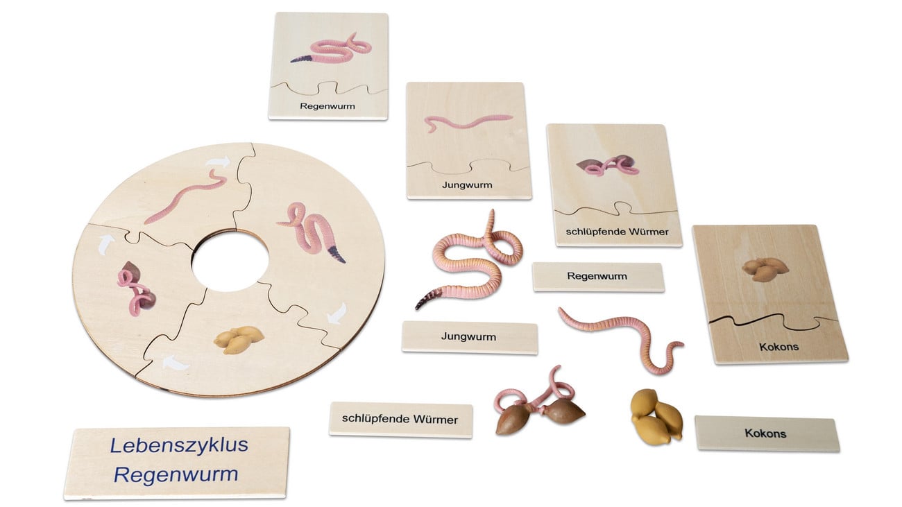 Betzold Lebenszyklus Regenwurm