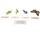 Betzold Lebenszyklus Schmetterling 3