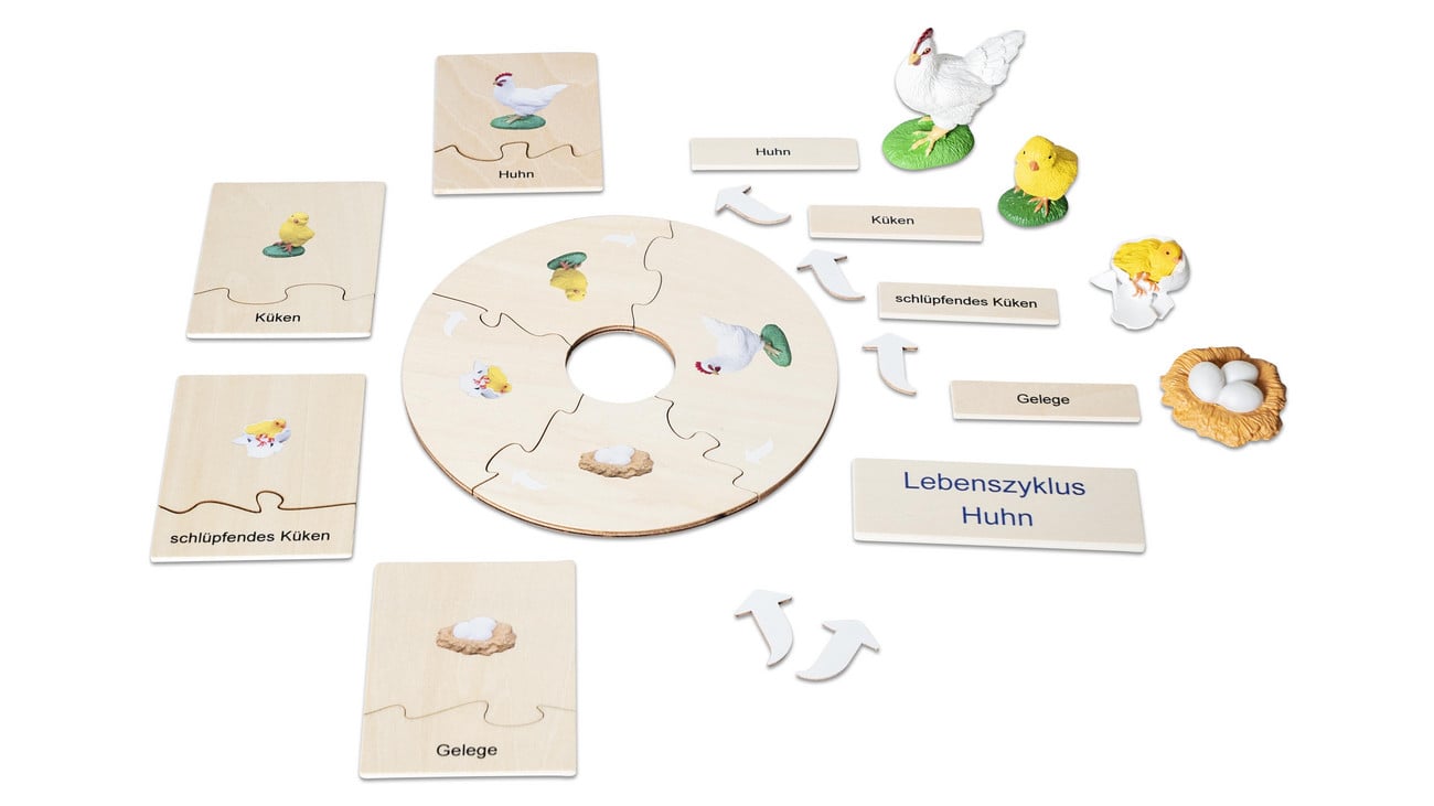 Betzold Lebenszyklus Huhn