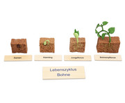 Betzold Lebenszyklus Pflanze 1