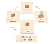 Betzold Lebenszyklus Pflanze 5