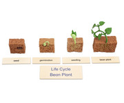 Betzold Lebenszyklus Pflanze 6