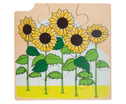 Wachstums Puzzle Sonnenblume 6