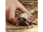 schleich® Riesenschildkröte