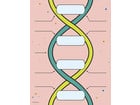 DNA Bausatz