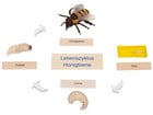 Betzold Lebenszyklus Honigbiene