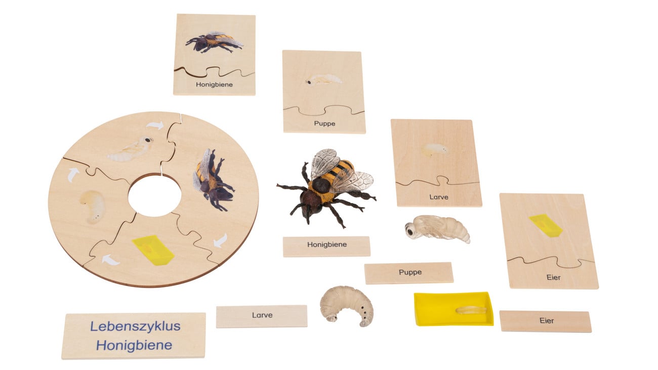 Betzold Lebenszyklus Honigbiene
