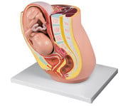 Schwangerschaftsbecken mit Fetus 1