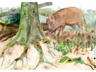 Kamishibai Bildkarten Tiere und Pflanzen im Wald