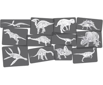 Bildkarten Set Dinosaurier mit Röntgenmotiven