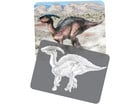 Bildkarten Set Dinosaurier mit Röntgenmotiven