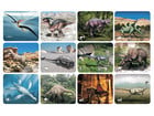 Bildkarten Set Dinosaurier mit Röntgenmotiven