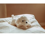 Gewichtstier Hund 0 6 kg 5