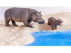 Betzold Afrikanische Tiere 18 teilig