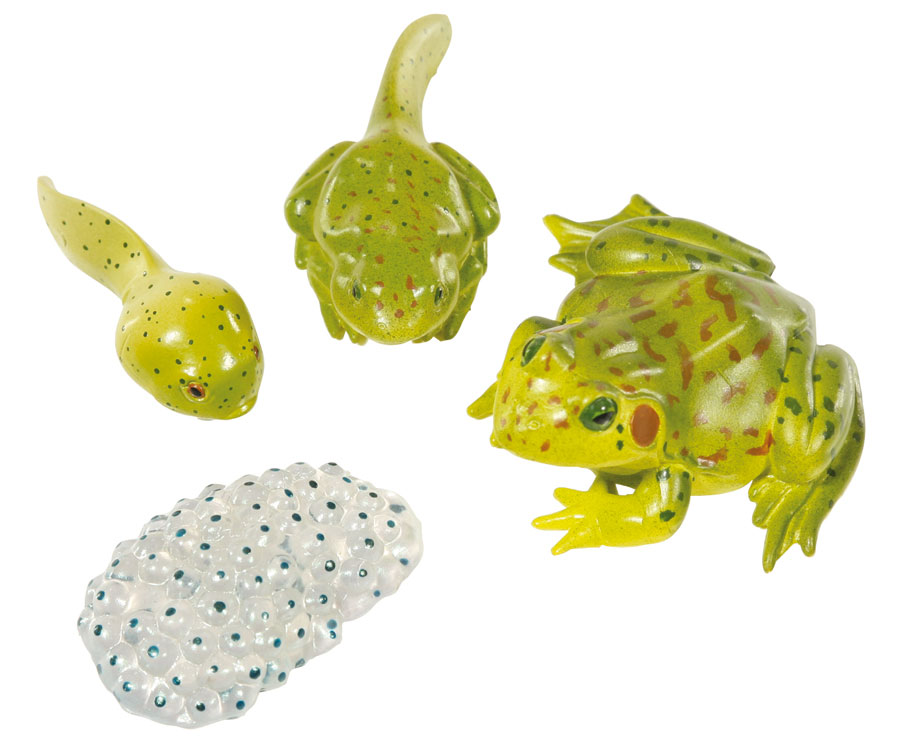 Insect Lore Lebenszyklus-Figuren: Frosch