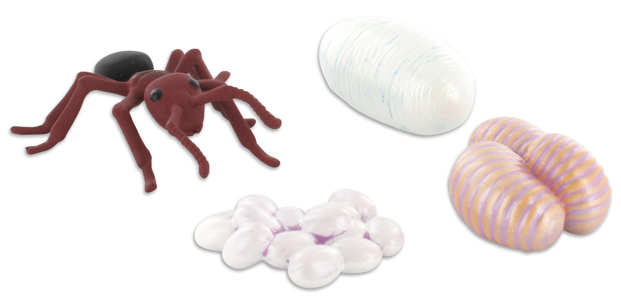 Insect Lore Lebenszyklus-Figuren: Ameise