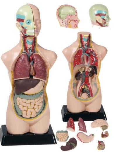 Betzold Torso, verkleinert