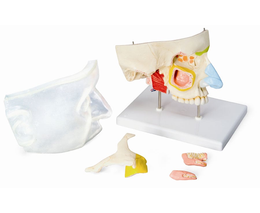 3Bscientific Nasenmodell