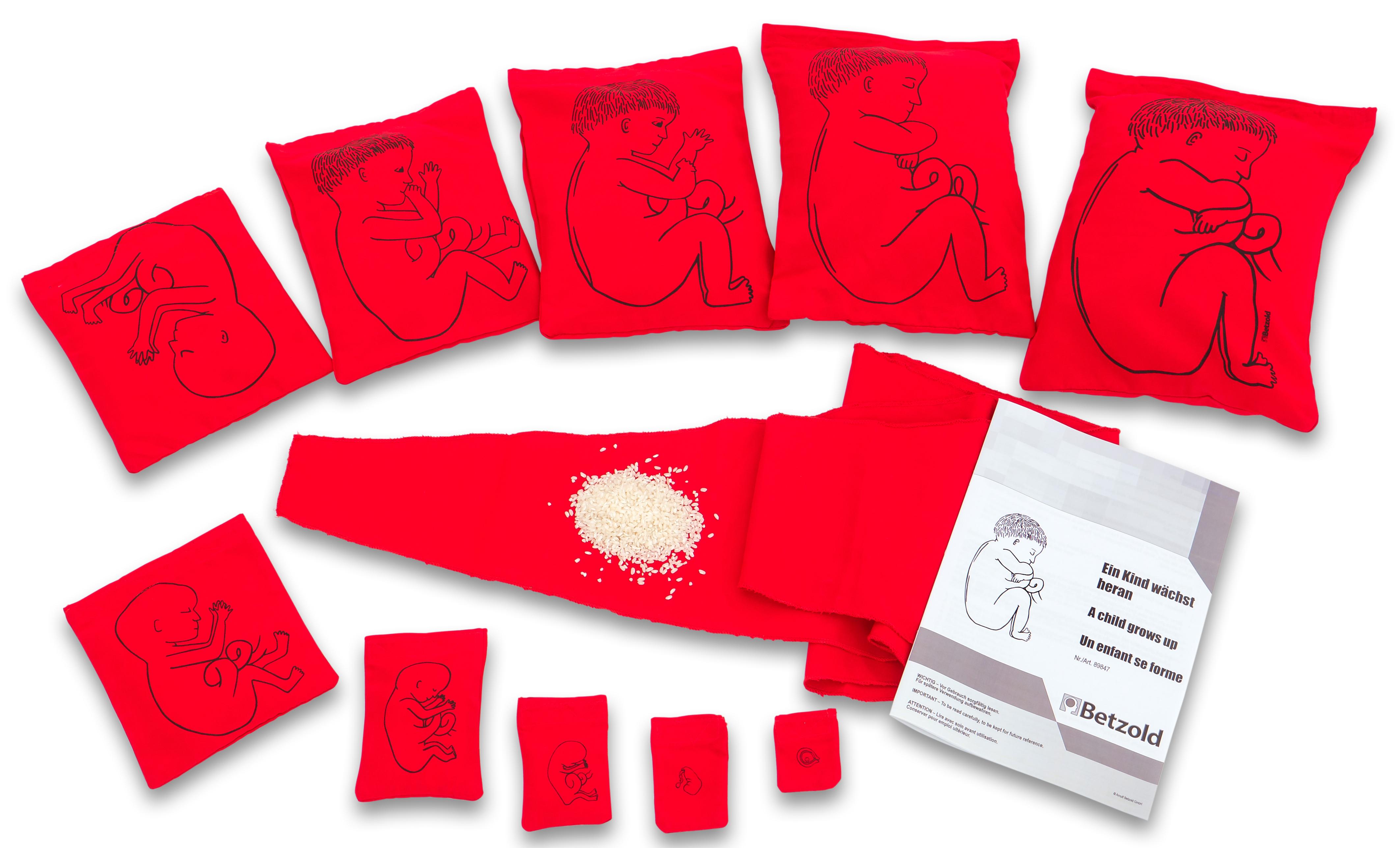 Betzold Ein Kind wächst heran