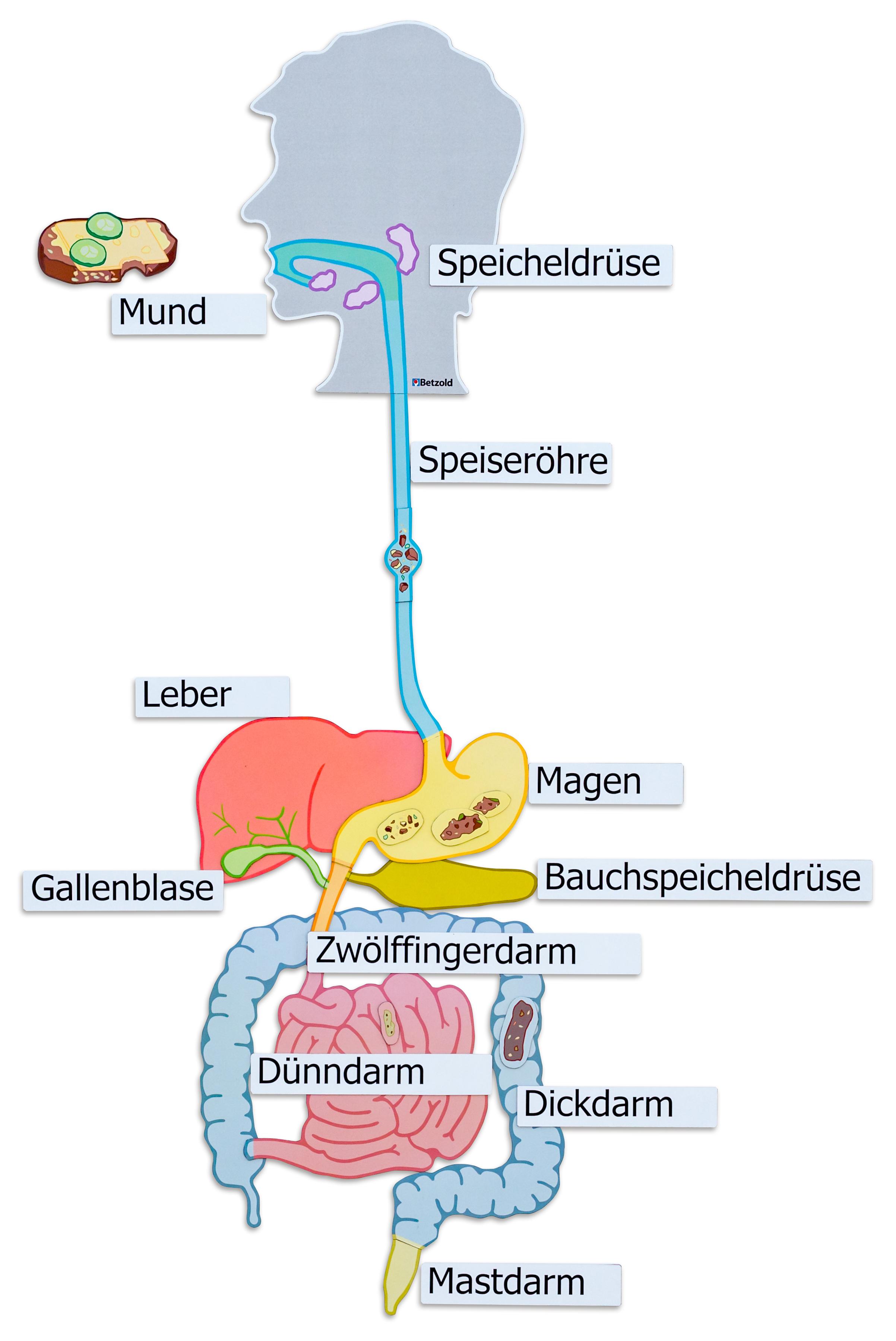 Betzold Verdauungsorgane, magnetisches Tafelmaterial