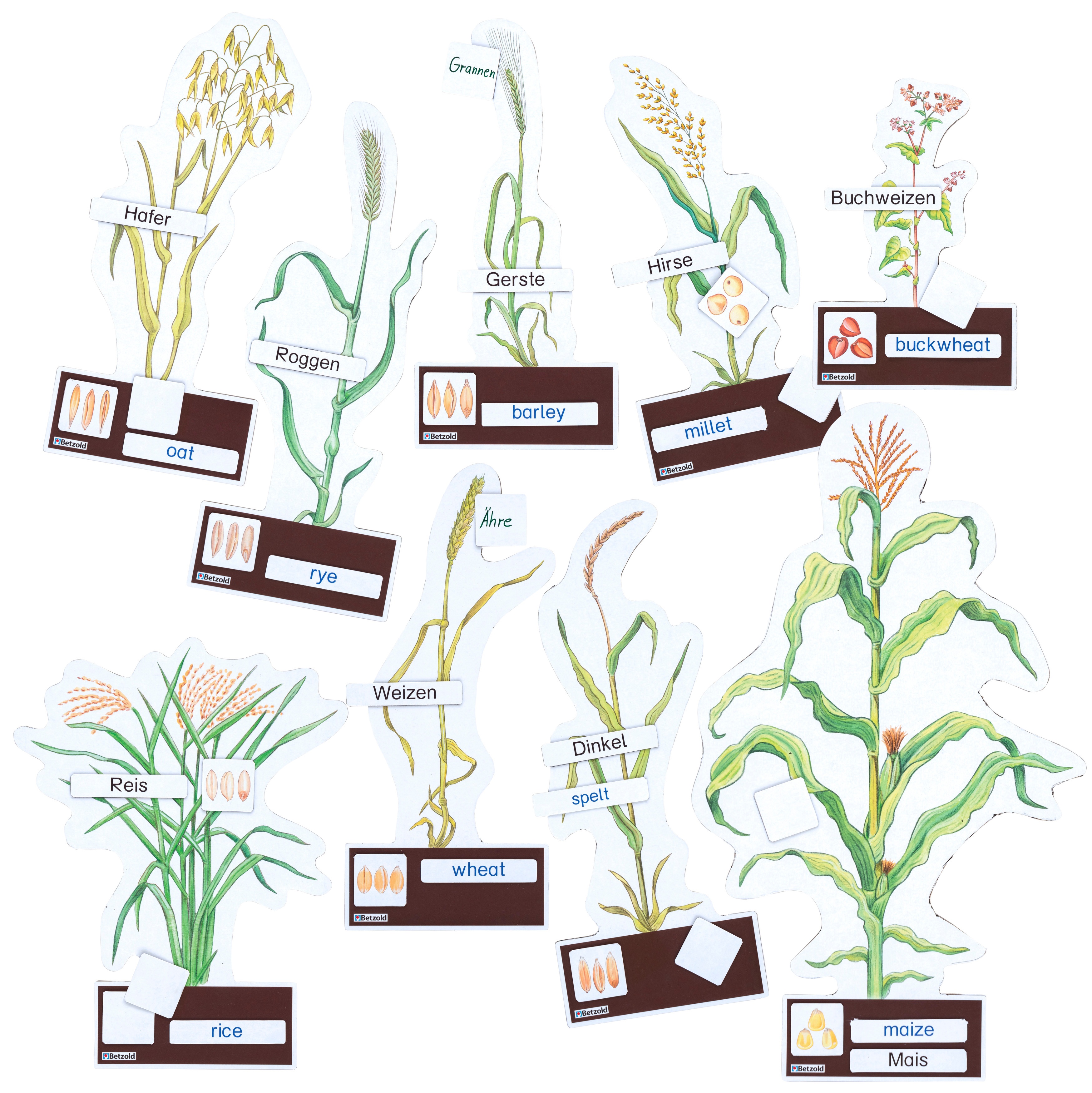 Betzold Getreidearten bestimmen leicht gemacht