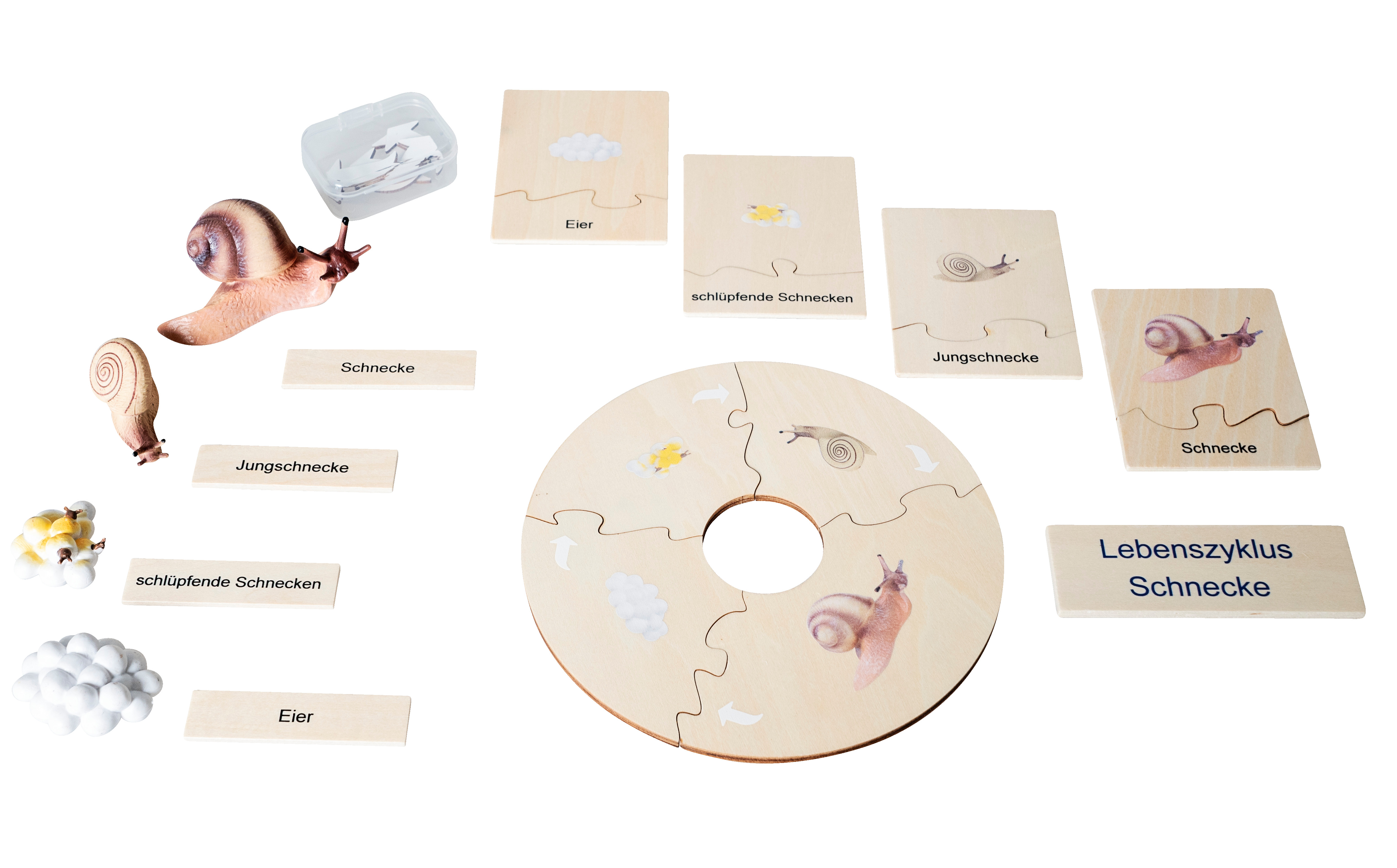 Betzold Lebenszyklus Schnecke