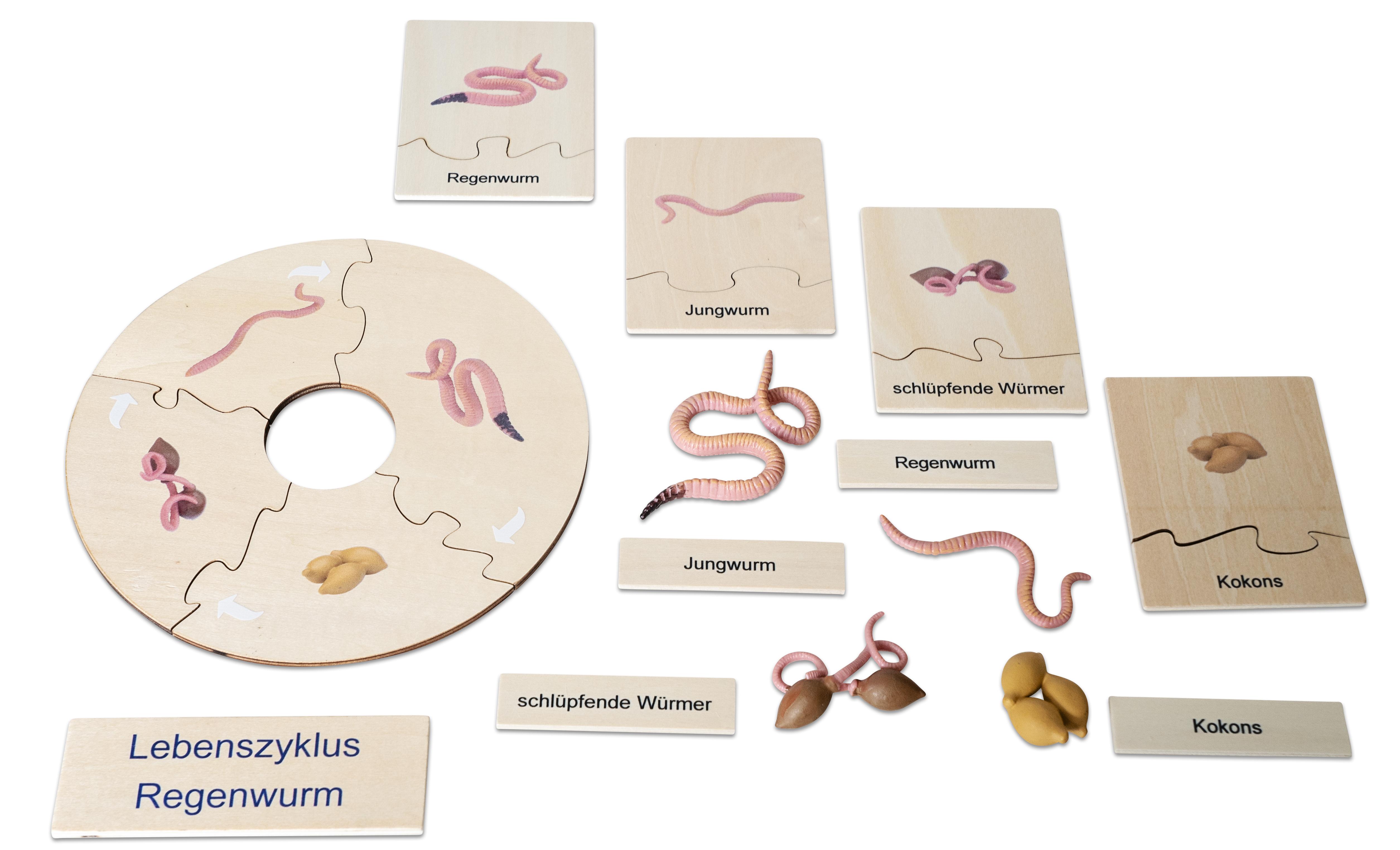Betzold Lebenszyklus Regenwurm