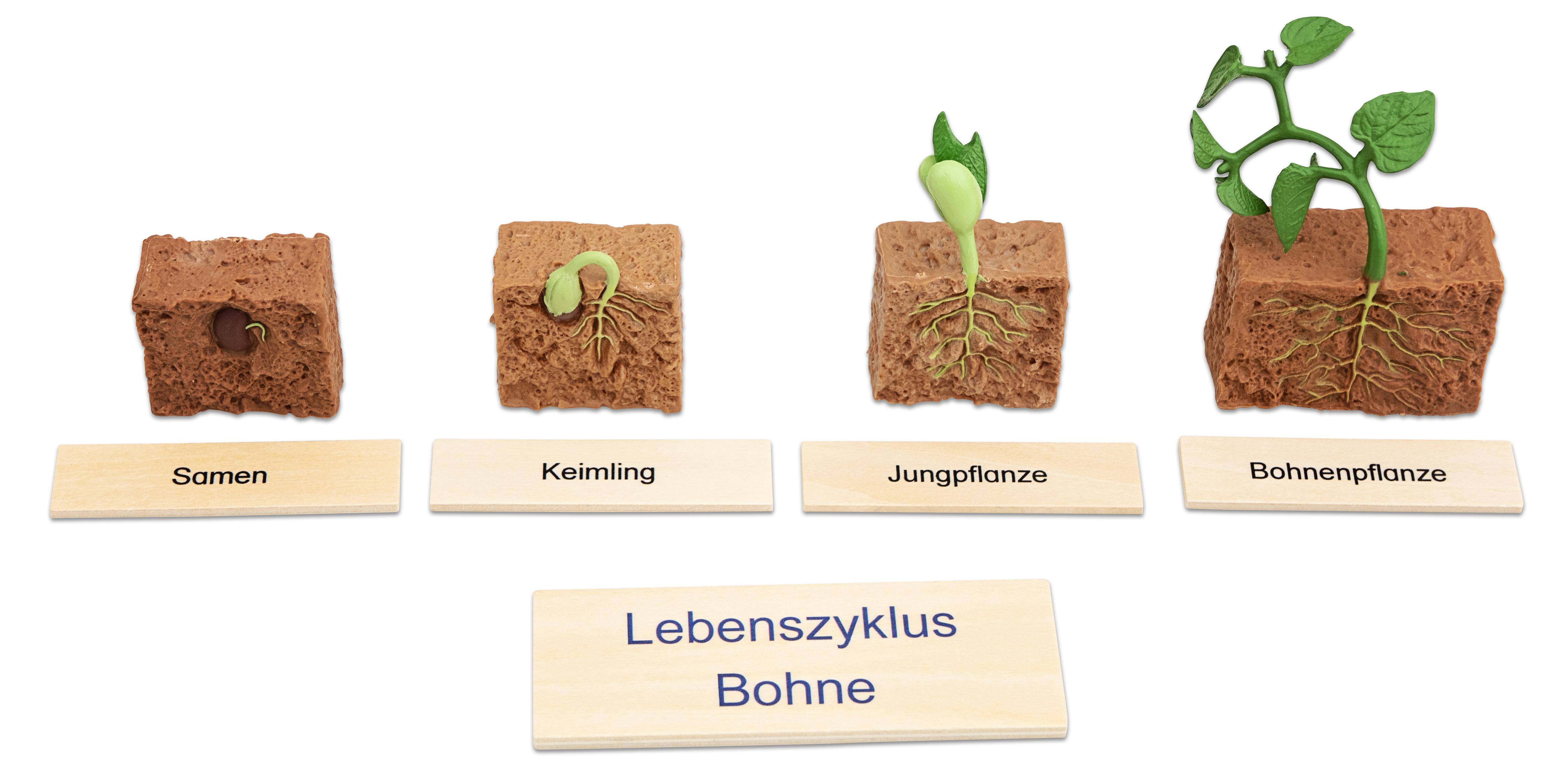 Betzold Lebenszyklus Pflanze