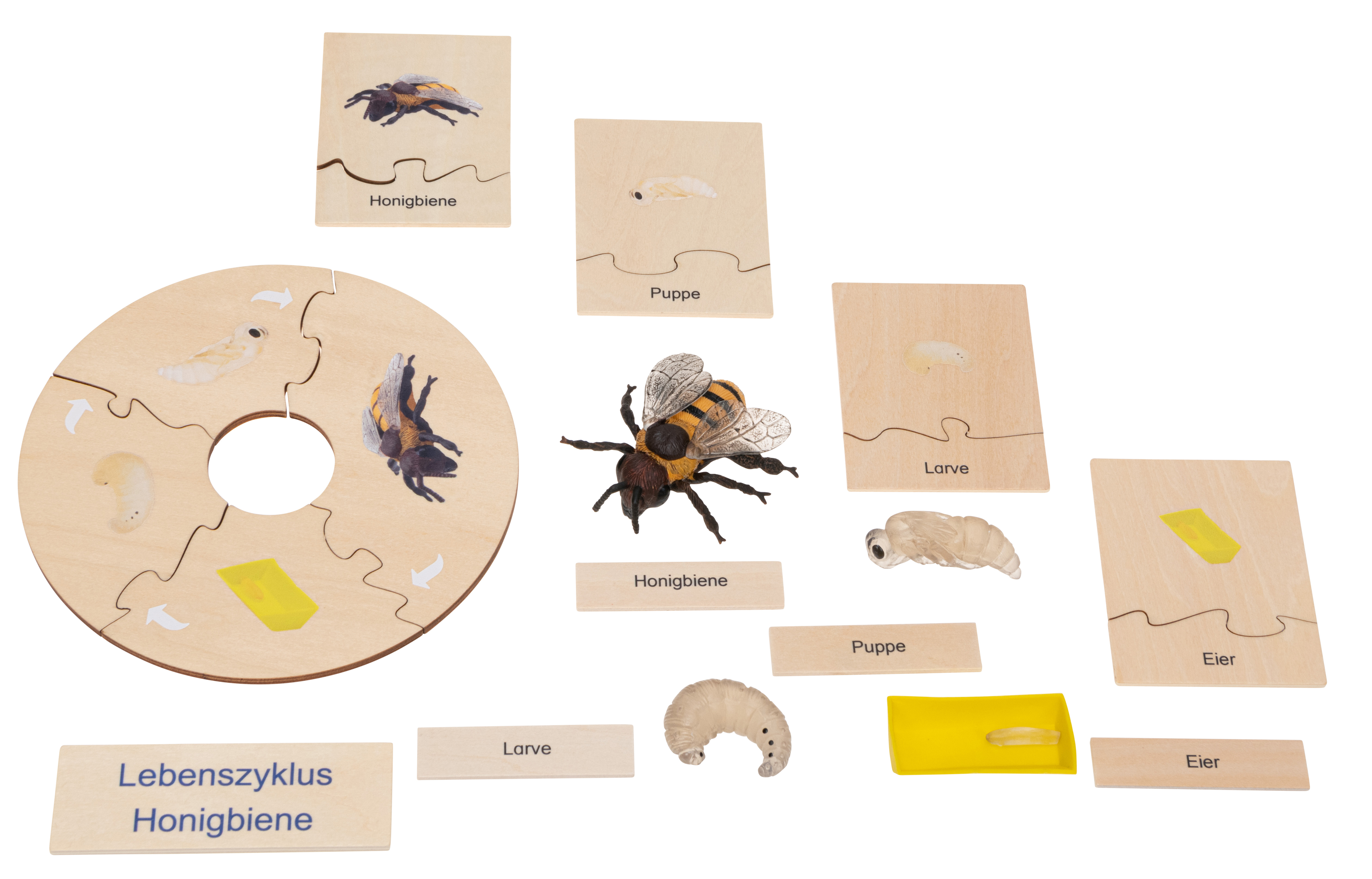 Betzold Lebenszyklus Honigbiene