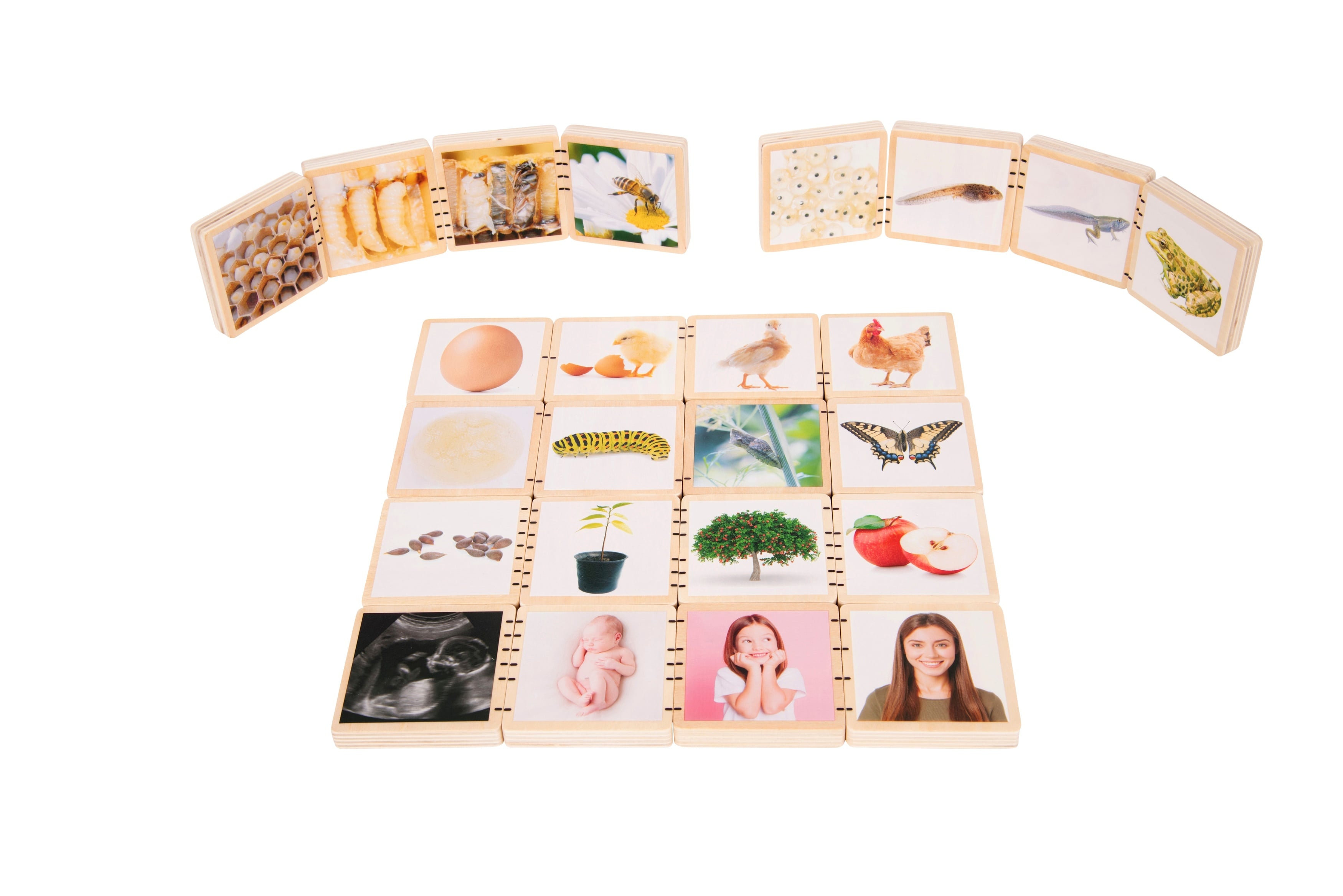 TickIt Lebenszyklus-Fliesen aus Holz