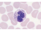 Blut/Mensch Präparate und Foliensätze