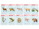 Expedition Natur – 50 heimische Wald & Wildtiere