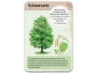 Expedition Natur – 50 heimische Bäume