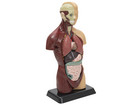 Betzold Schülertorso