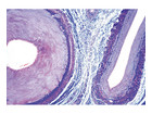 Arterie und Vene quer Präparate und Foliensätze