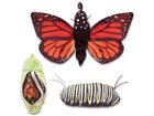 Metamorphose Schmetterling