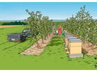 Kamishibai Bildkarten Von fleißigen Bienen und leckerem Honig