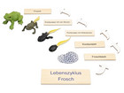 Betzold Lebenszyklus Frosch