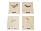 Betzold Lebenszyklus Schmetterling