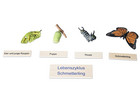 Betzold Lebenszyklus Schmetterling