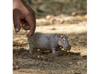 schleich® Flusspferd