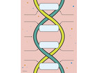 DNA Bausatz