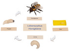 Betzold Lebenszyklus Honigbiene